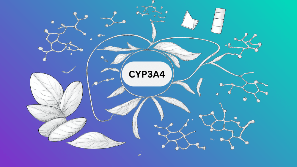 How Your Liver Metabolizes Kratom?: The CYP3A4 Enzyme Explained Simply - 7Stax
