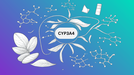 How Your Liver Metabolizes Kratom?: The CYP3A4 Enzyme Explained Simply - 7Stax